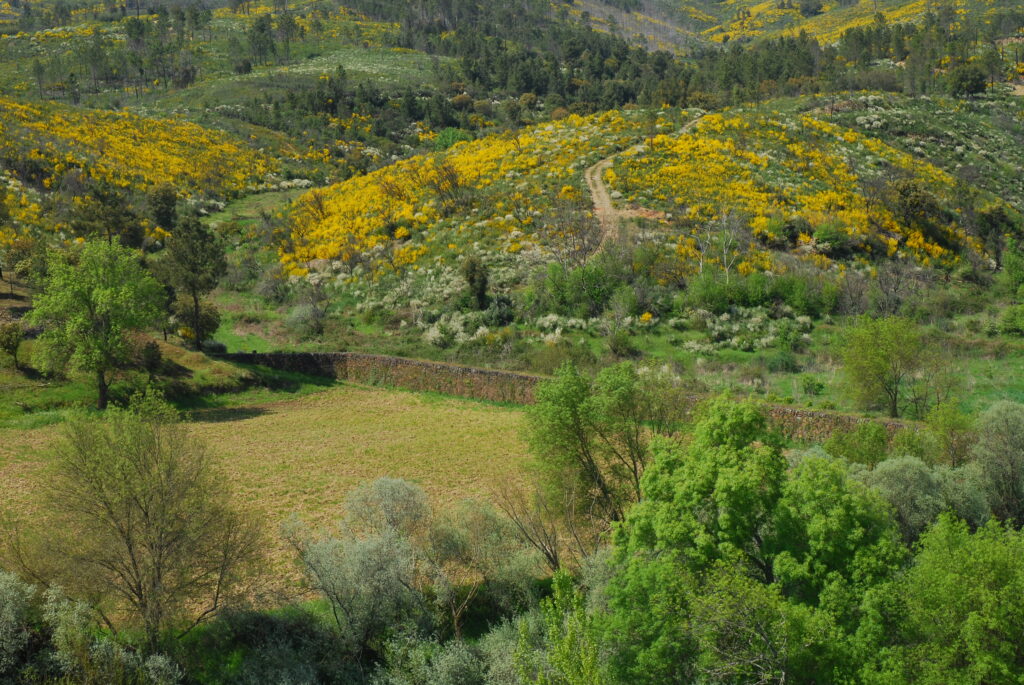 Campos agrícolas &#8211; Área das minas da Recheira