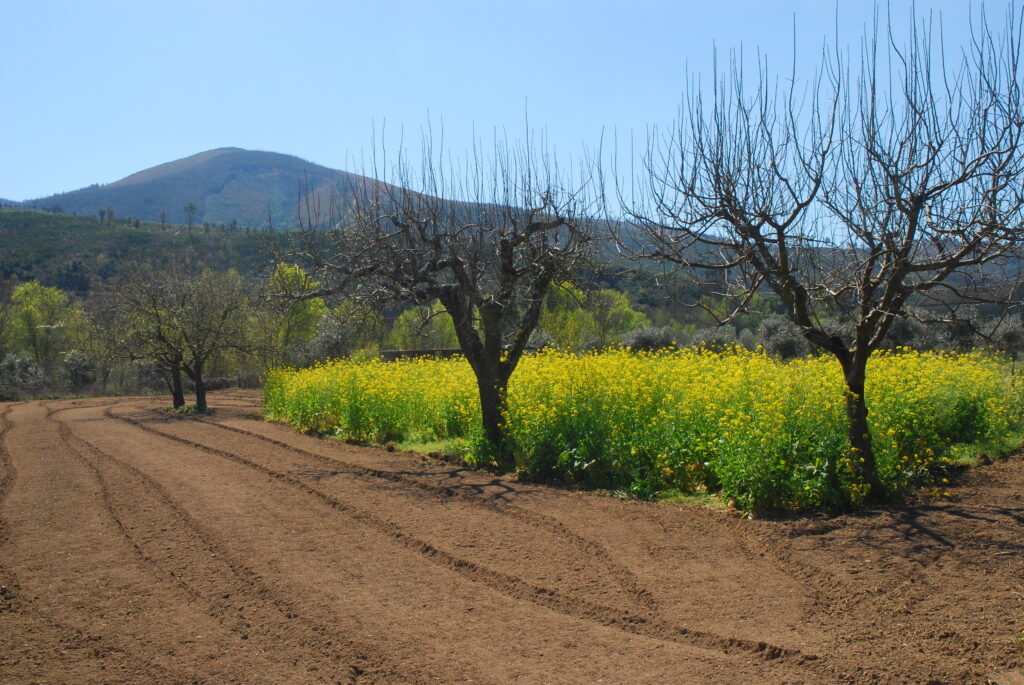 Campos com vista Argemela