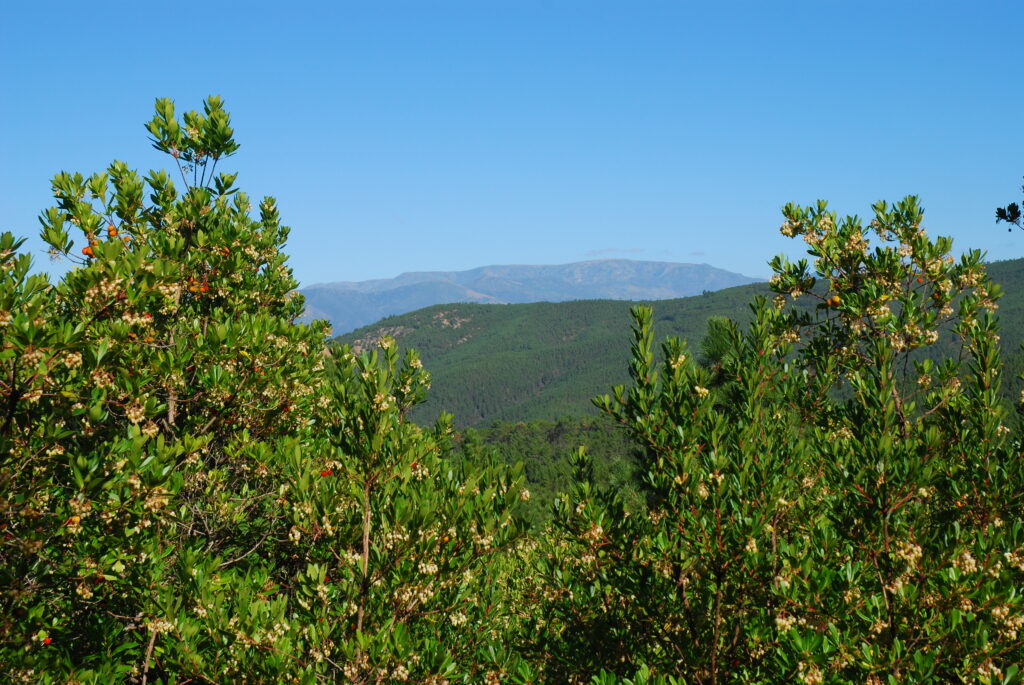 Medronheiros