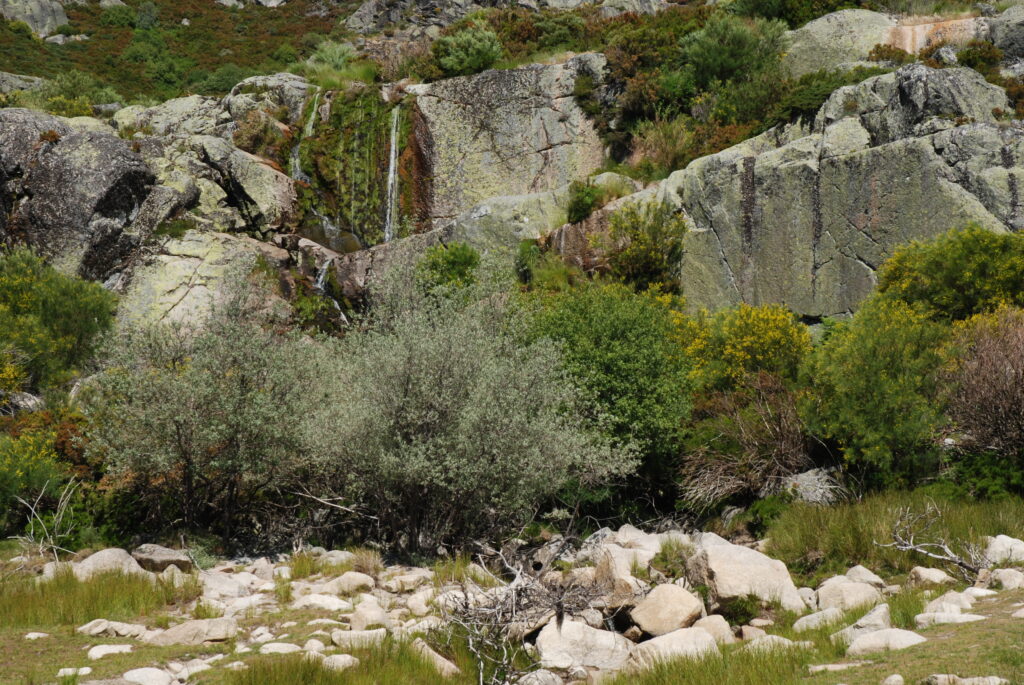 Nascentes da Ribeira de Alforfa